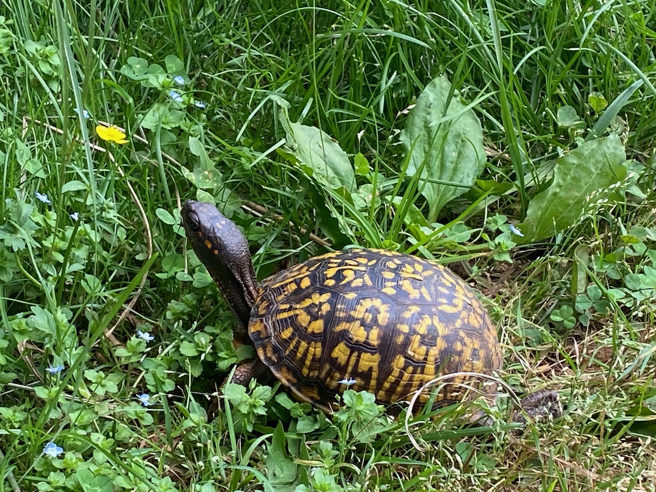 Barney Box Turtle